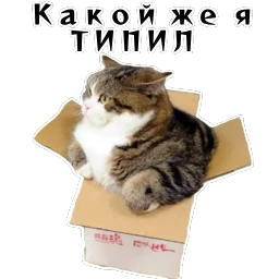 Колкие фразы