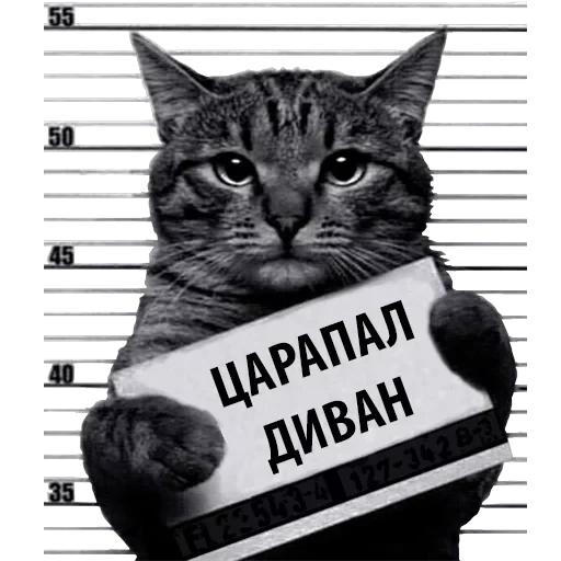 Кот Рецидивист — 1