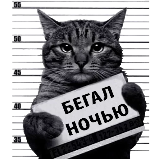 Кот Рецидивист — 2