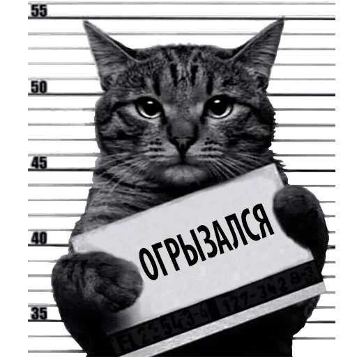 Кот Рецидивист — 11