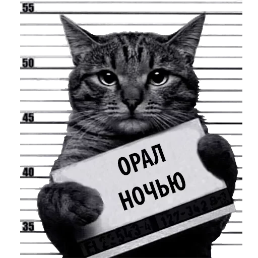 Кот Рецидивист — 12