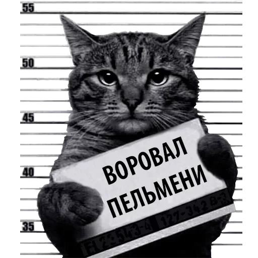 Кот Рецидивист — 13