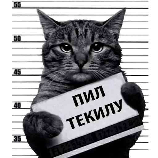 Кот Рецидивист — 14