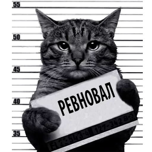 Кот Рецидивист — 15