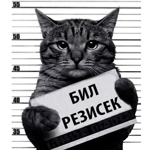 Кот Рецидивист — 16
