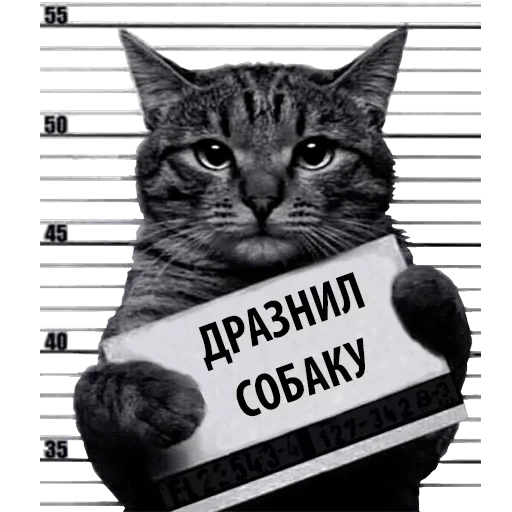 Кот Рецидивист — 17