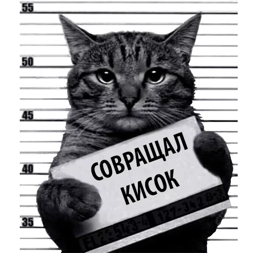 Кот Рецидивист — 18