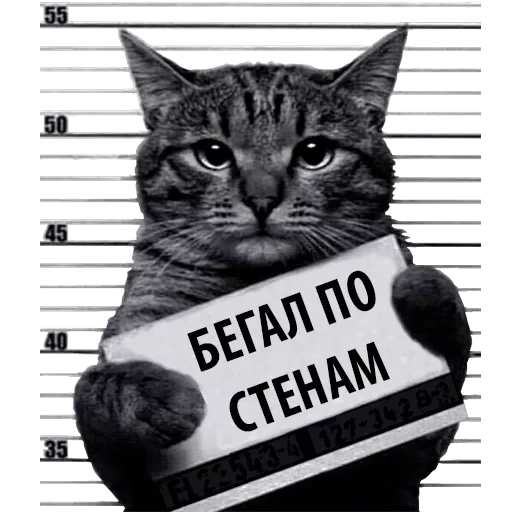 Кот Рецидивист — 19