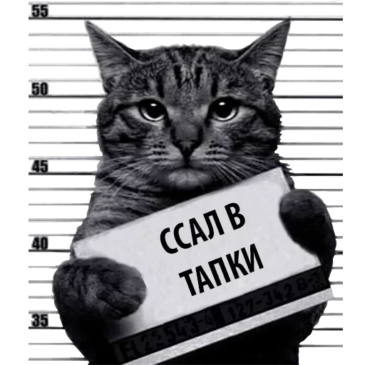 Кот Рецидивист — 20