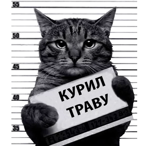 Кот Рецидивист — 21