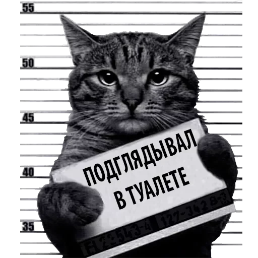 Кот Рецидивист — 22