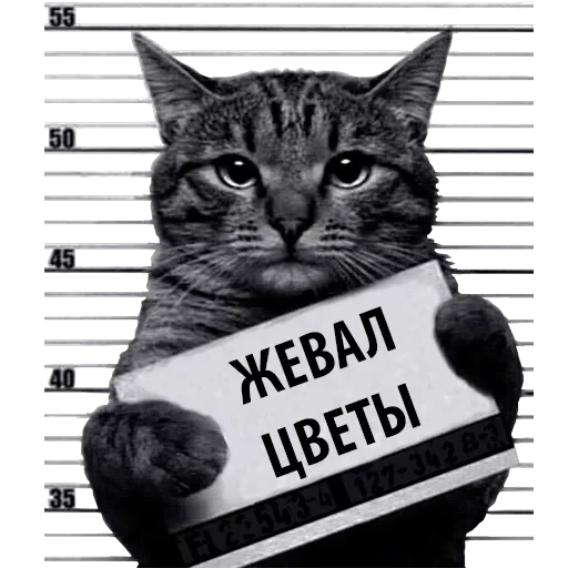 Кот Рецидивист — 23