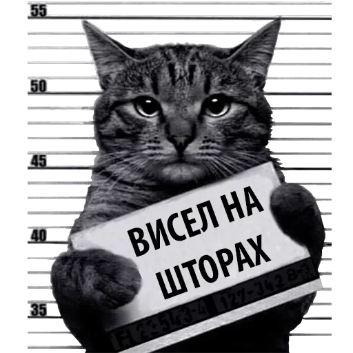Кот Рецидивист — 24
