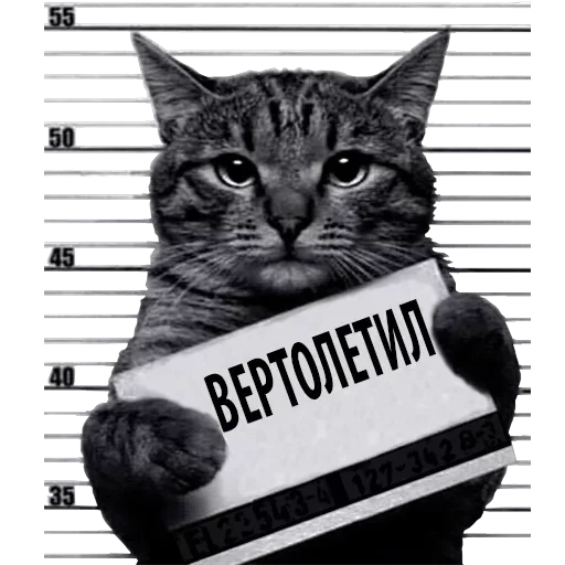 Кот Рецидивист — 4