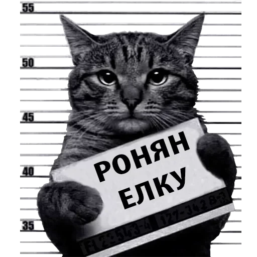 Кот Рецидивист — 6