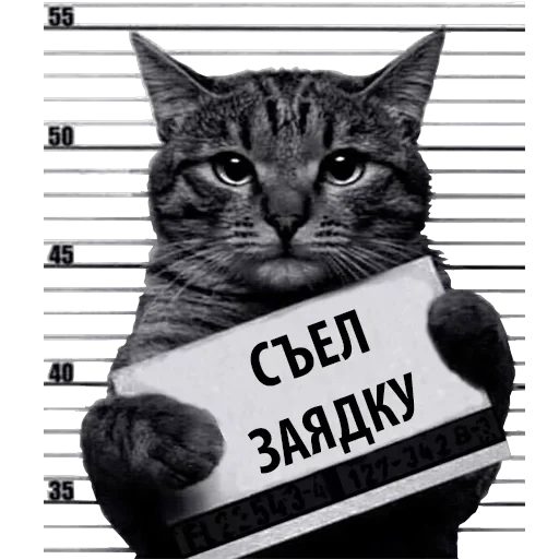 Кот Рецидивист — 7