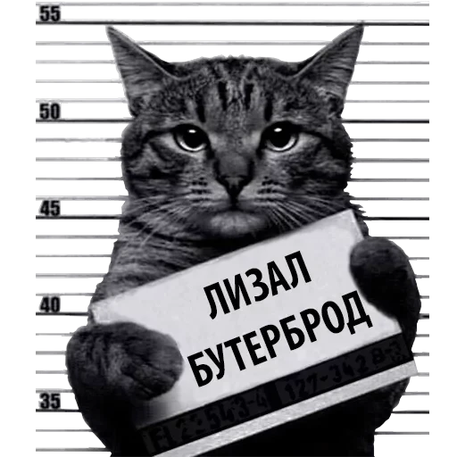 Кот Рецидивист — 8