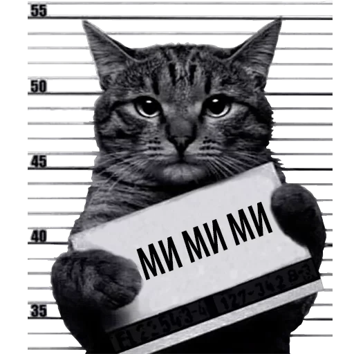 Кот Рецидивист — 9