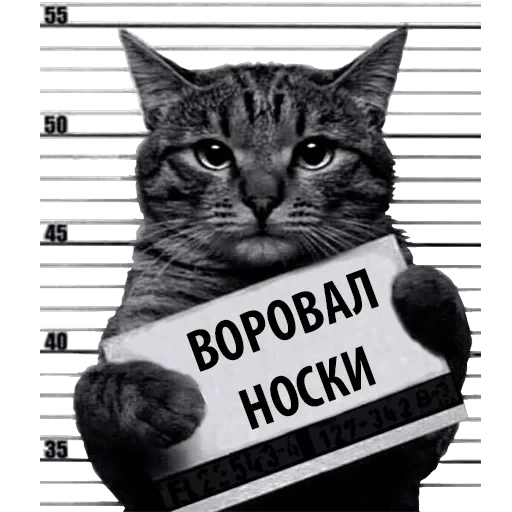 Кот Рецидивист — 10