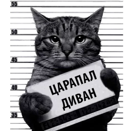 Кот Рецидивист