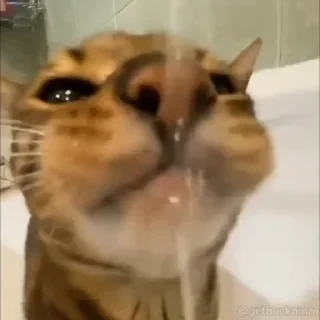 Котики #1 ️ — 1