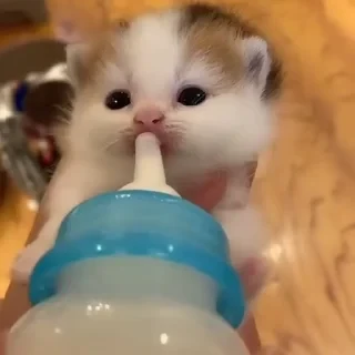 Котики #1 ️ — 2