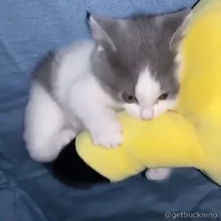 Котики #1 ️ — 11