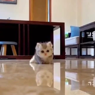 Котики #1 ️ — 12