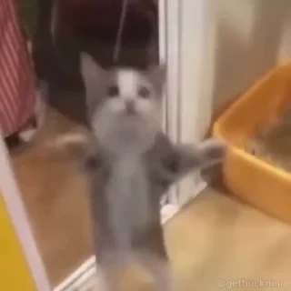 Котики #1 ️ — 13