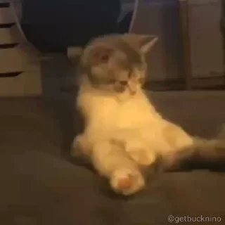 Котики #1 ️ — 14