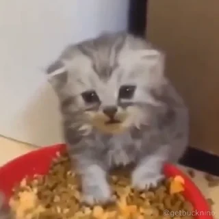 Котики #1 ️ — 15