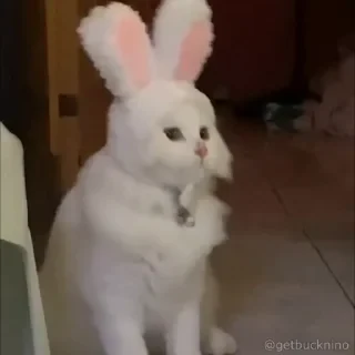Котики #1 ️ — 16
