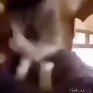 Котики #1 ️ — 17