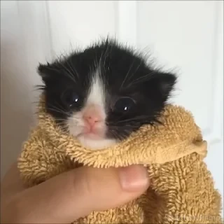 Котики #1 ️ — 18