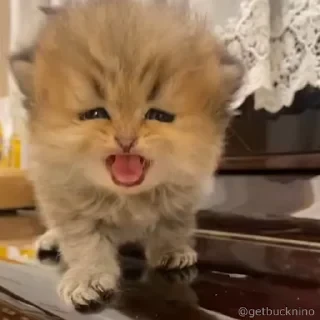 Котики #1 ️ — 19