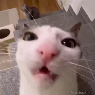 Котики #1 ️ — 3