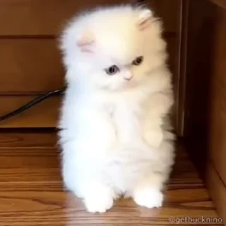 Котики #1 ️ — 22