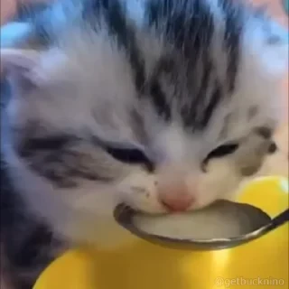 Котики #1 ️ — 23