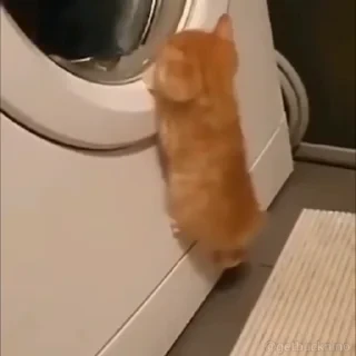 Котики #1 ️ — 24