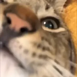 Котики #1 ️ — 25