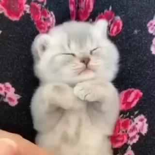 Котики #1 ️ — 26