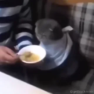 Котики #1 ️ — 27
