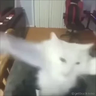 Котики #1 ️ — 28