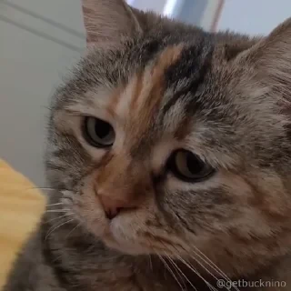 Котики #1 ️ — 29