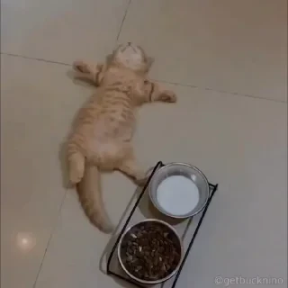 Котики #1 ️ — 30