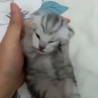 Котики #1 ️ — 4