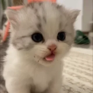 Котики #1 ️ — 31