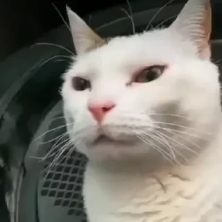 Котики #1 ️ — 32