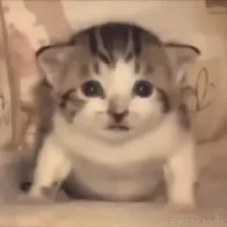 Котики #1 ️ — 33