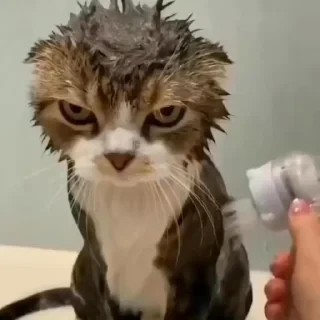 Котики #1 ️ — 34